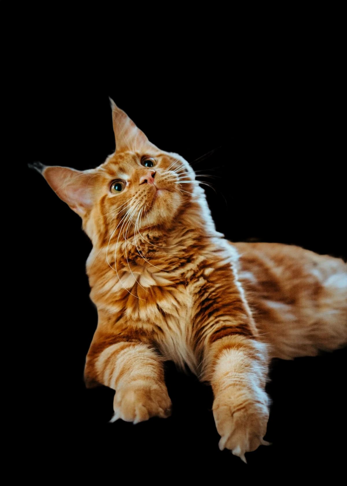 Indoor cat enrichment ideas